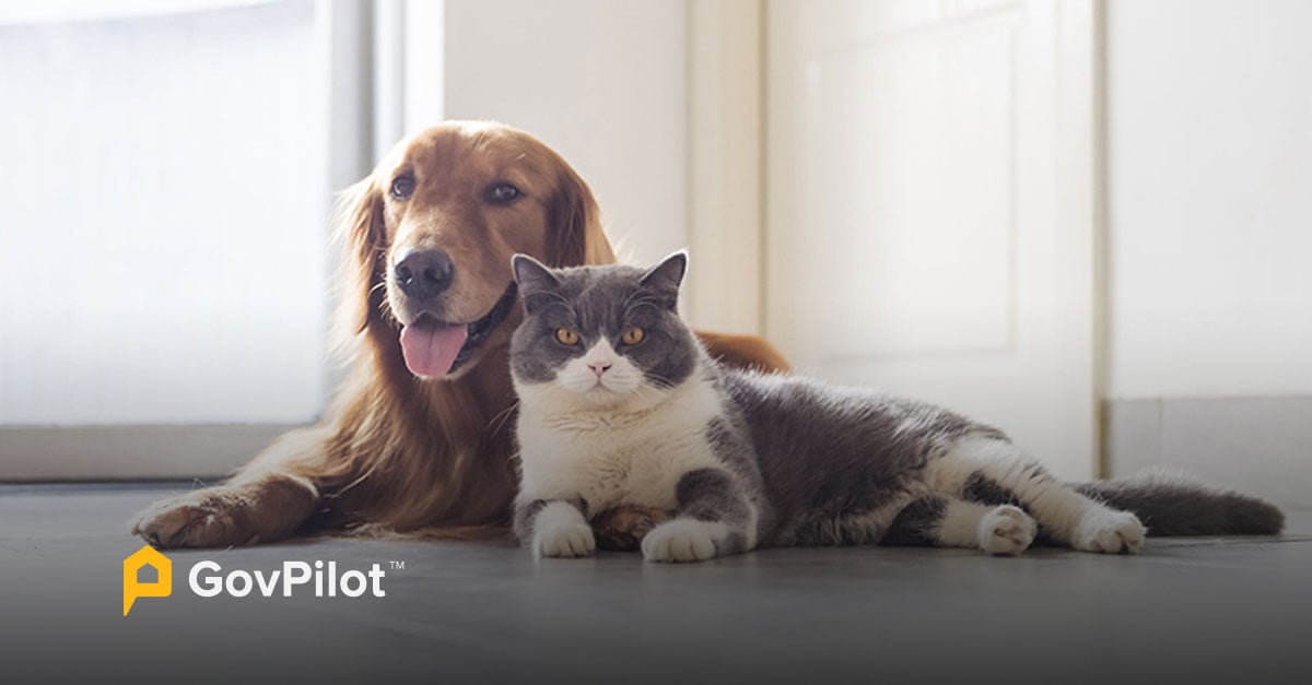 post 15 Modern Animal Control Strategies for Local Governments: Pet Licensing & More